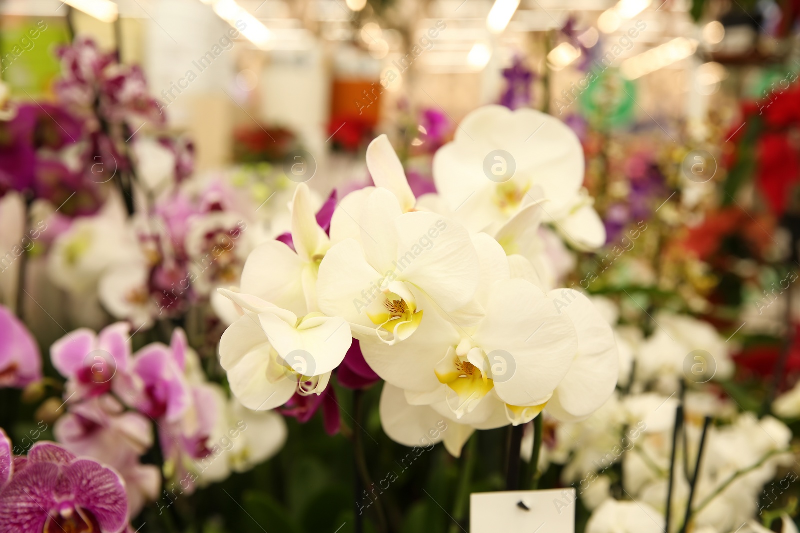 Photo of Beautiful blooming orchid flowers, closeup. Tropical plant