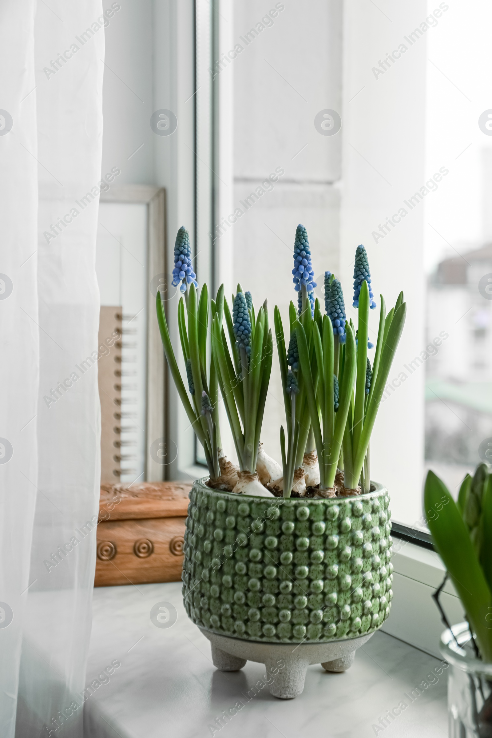 Photo of Beautiful bulbous plants on windowsill indoors. Spring time