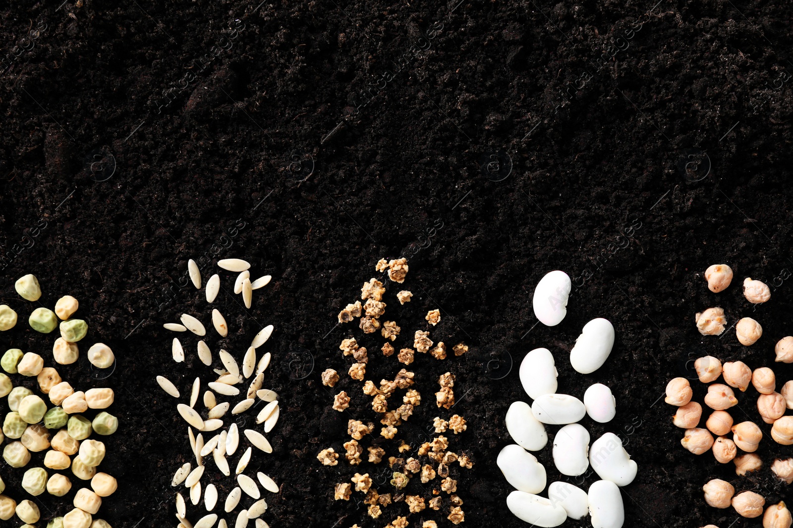 Photo of Different vegetable seeds on fertile soil, flat lay. Space for text