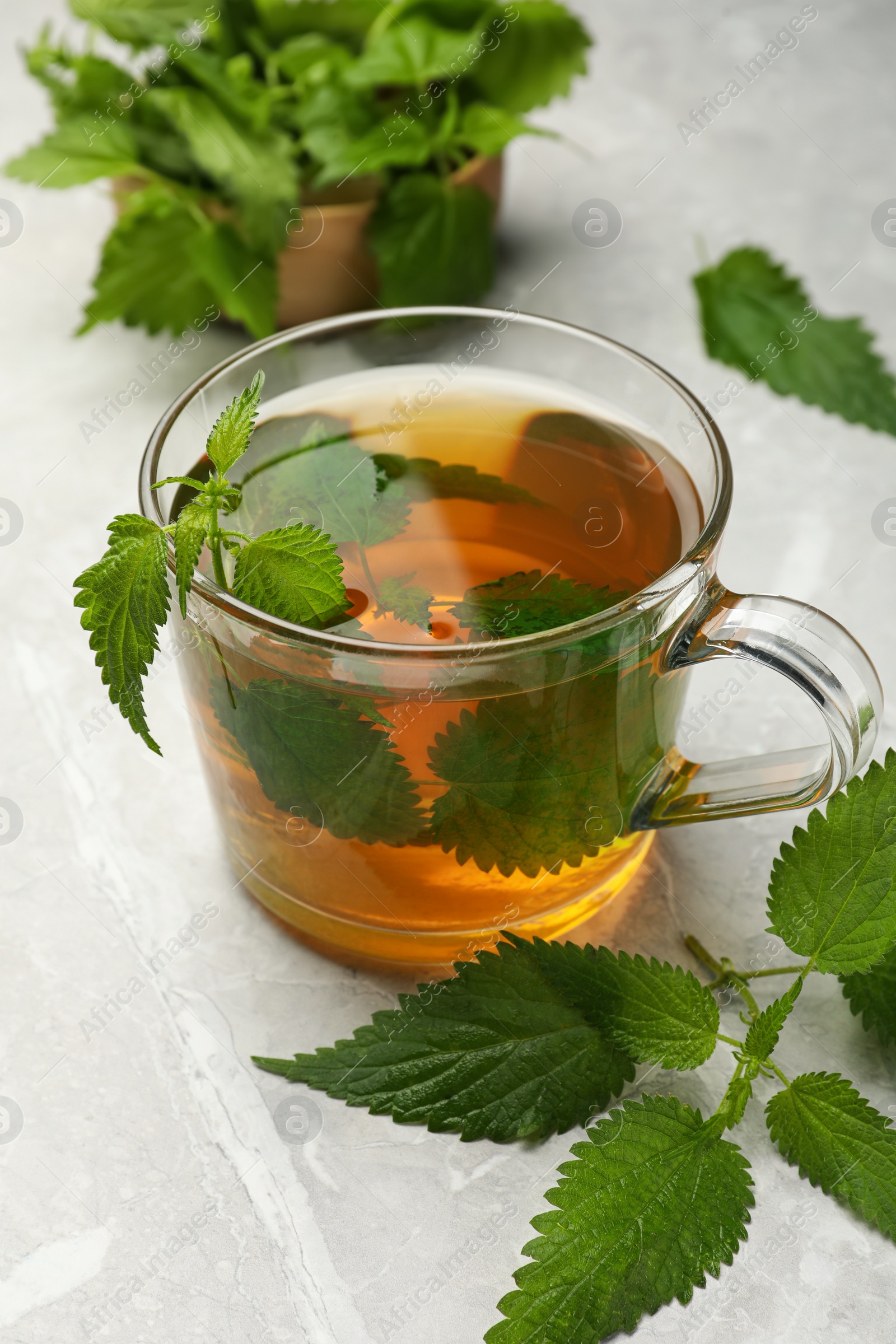 Photo of Glass cup of aromatic nettle tea and green leaves on light grey table