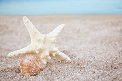 Photo of Seashell and starfish in sand on beach. Space for text
