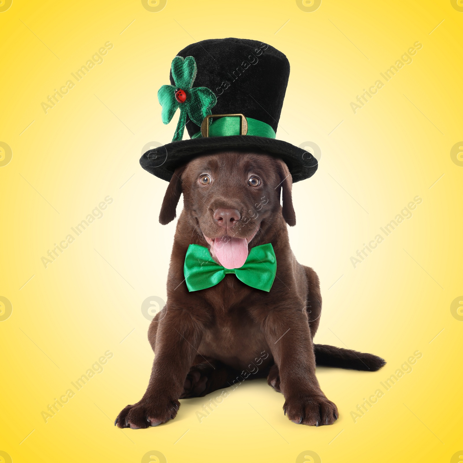 Image of St. Patrick's day celebration. Cute Chocolate Labrador puppy with leprechaun hat and green bow tie on yellow background