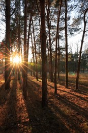 Photo of Beautiful view of sun shining through trees in conifer forest at sunset