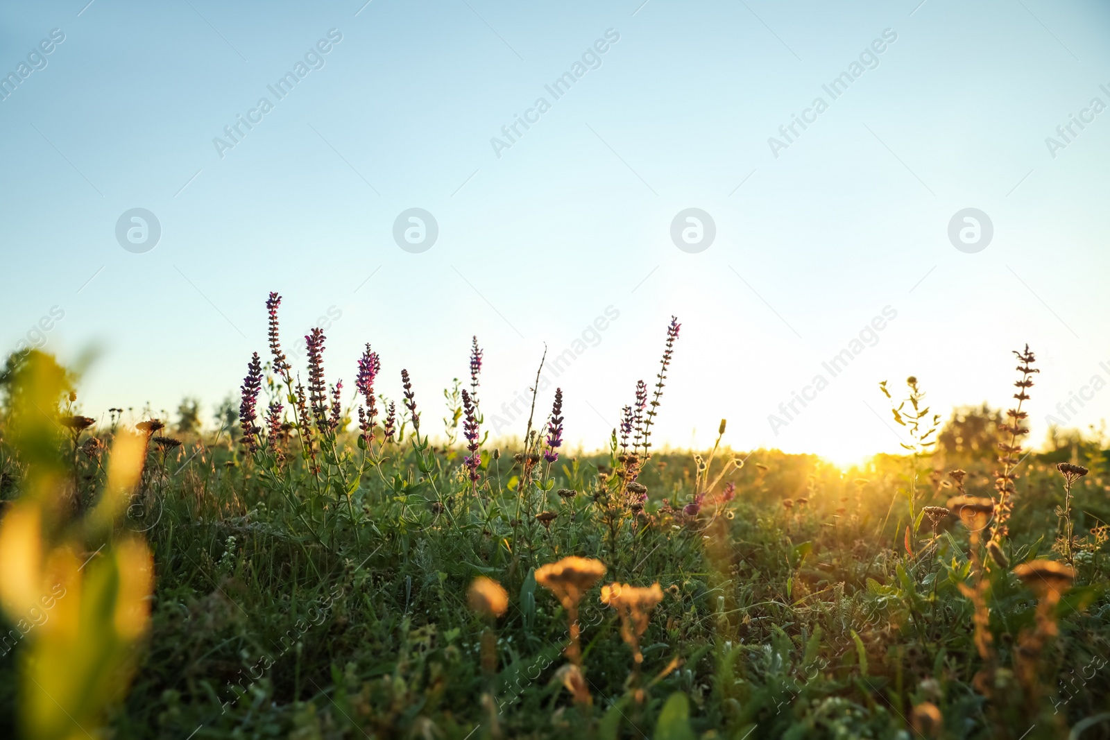 Photo of Beautiful wild flowers in field at sunrise. Early morning landscape