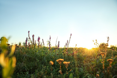 Beautiful wild flowers in field at sunrise. Early morning landscape