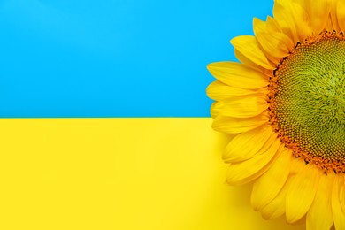 Beautiful sunflower on Ukrainian national flag, top view. Space for text