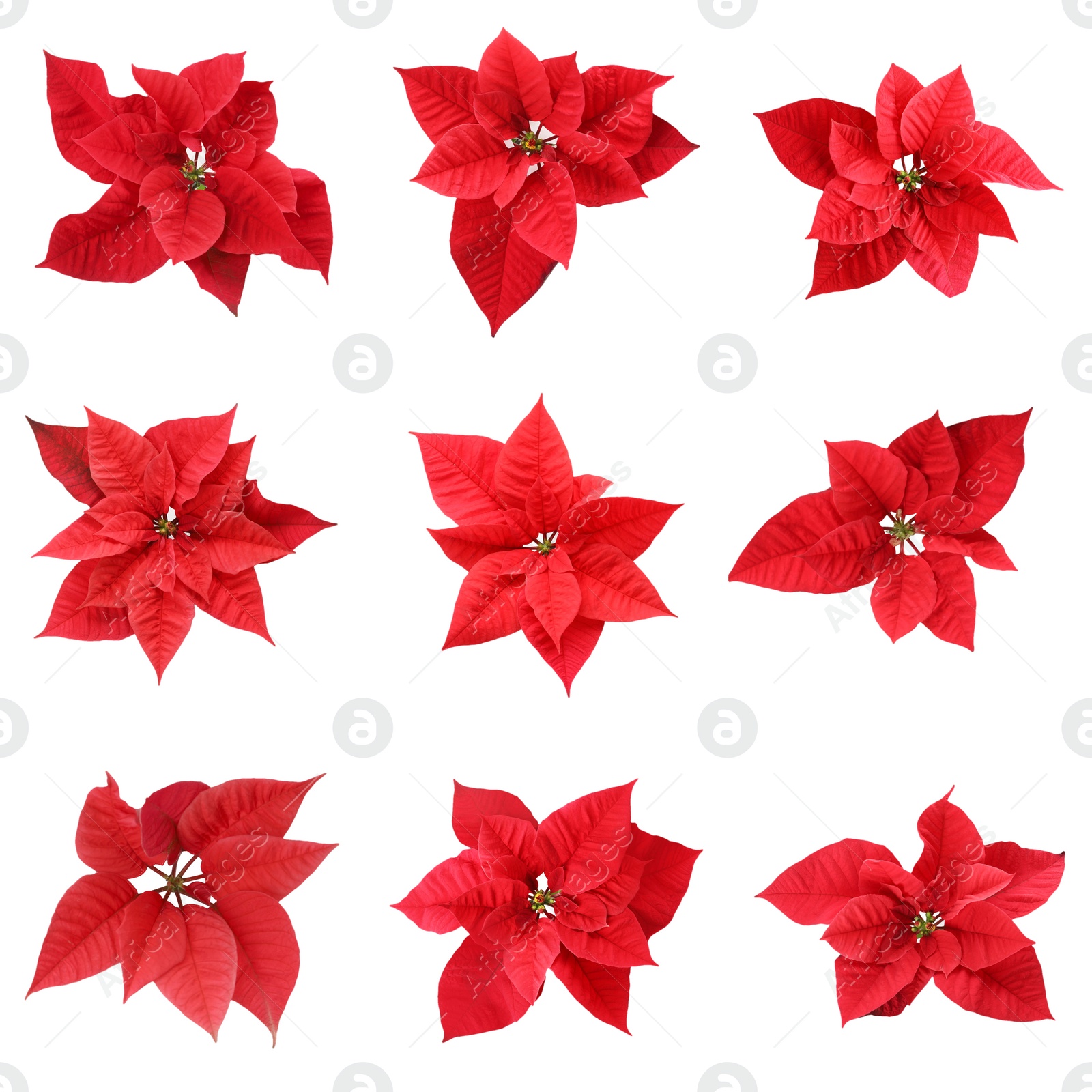 Image of Set of poinsettias on white background. Christmas traditional flower