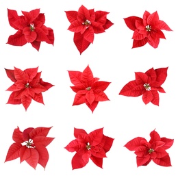 Image of Set of poinsettias on white background. Christmas traditional flower