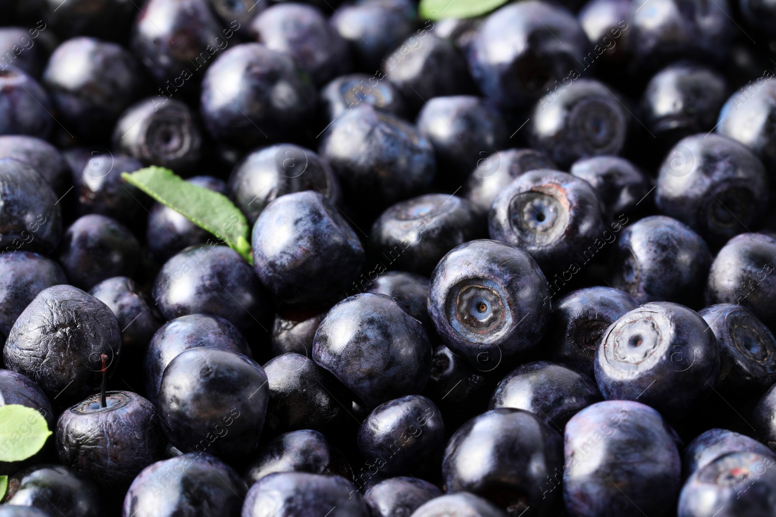 Photo of Many delicious ripe bilberries as background, closeup