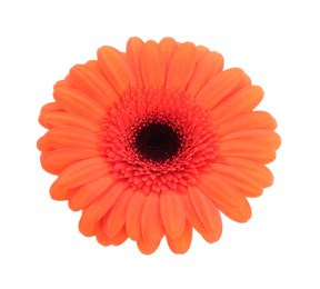 Photo of Beautiful orange gerbera flower isolated on white