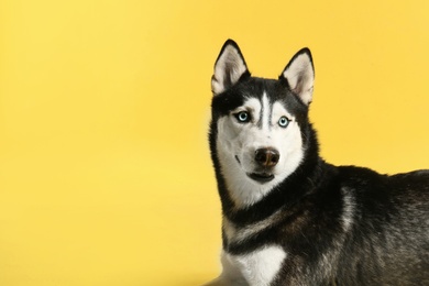 Photo of Cute Siberian Husky dog on yellow background. Space for text