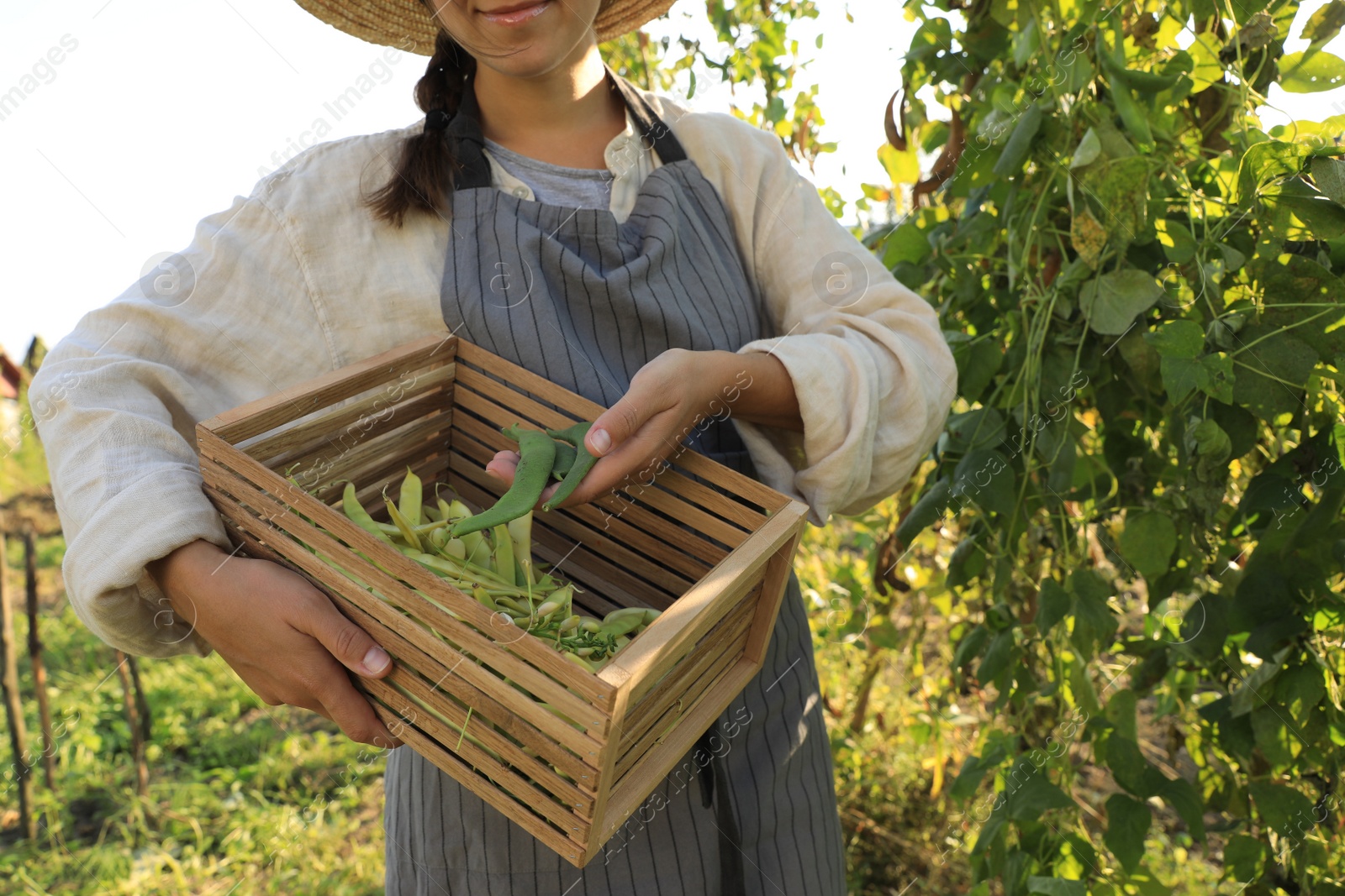 Photo of Young woman harvesting fresh green beans in garden, closeup