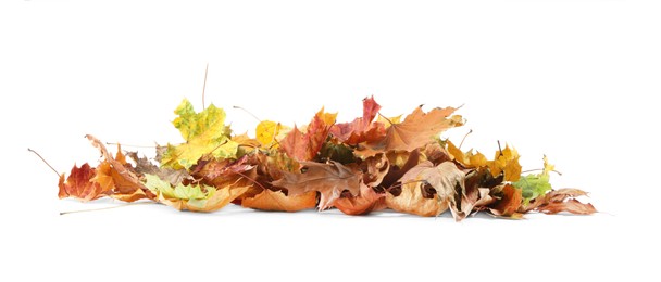 Photo of Pile of autumn leaves isolated on white