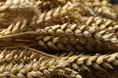 Photo of Dried ears of wheat as background, closeup