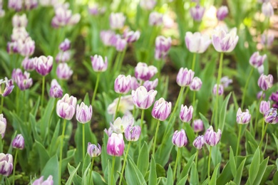 Blossoming tulips outdoors on sunny spring day