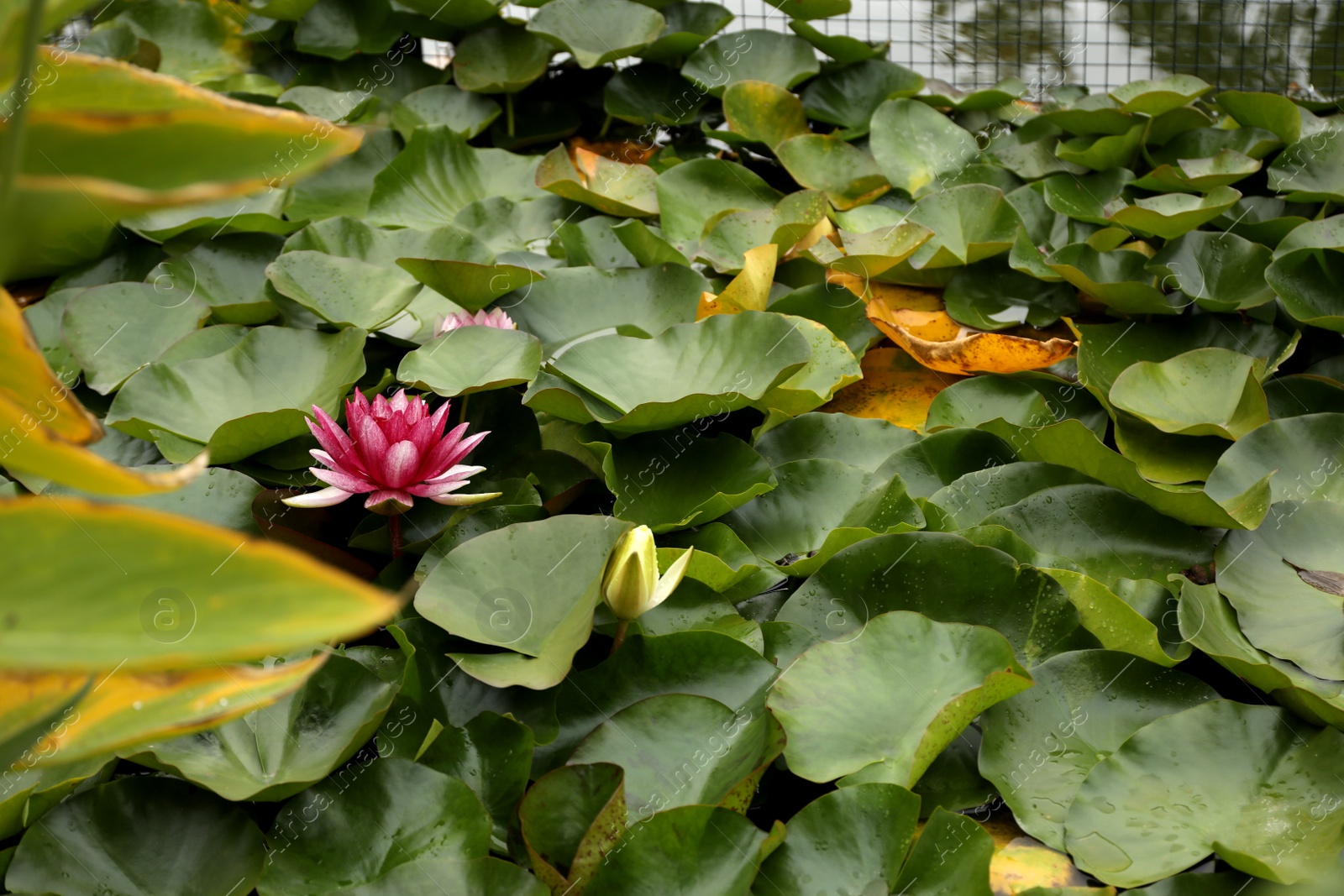 Photo of Beautiful pink lotus flower and leaves in pond