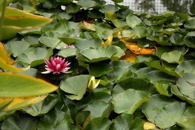 Beautiful pink lotus flower and leaves in pond