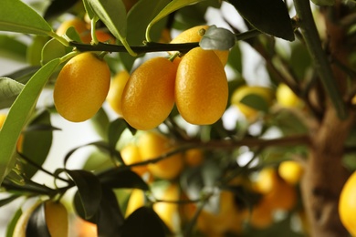 Kumquat tree with ripening fruits outdoors, closeup