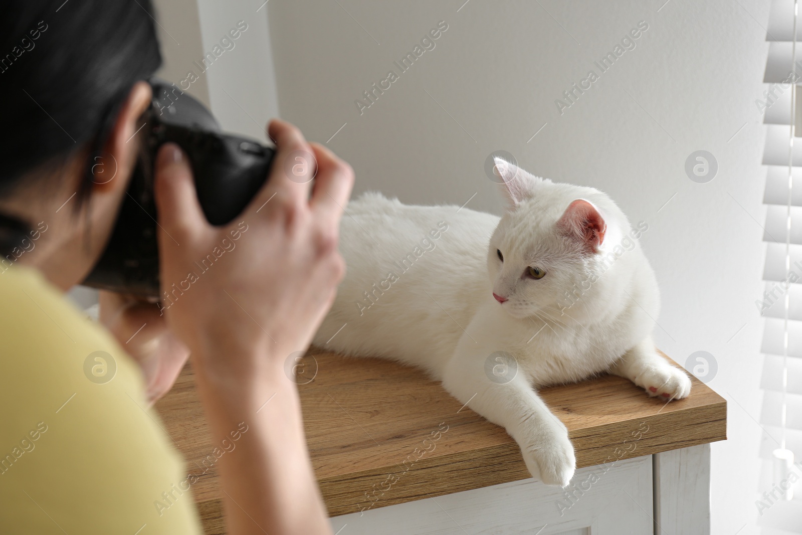 Photo of Professional animal photographer taking picture of beautiful white cat indoors, closeup