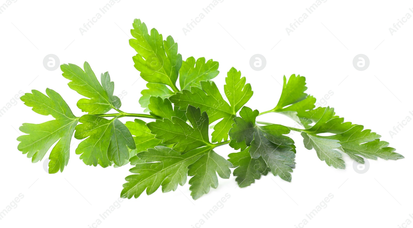 Photo of Fresh green organic parsley isolated on white