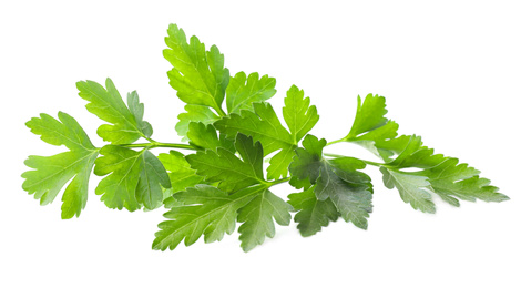 Photo of Fresh green organic parsley isolated on white