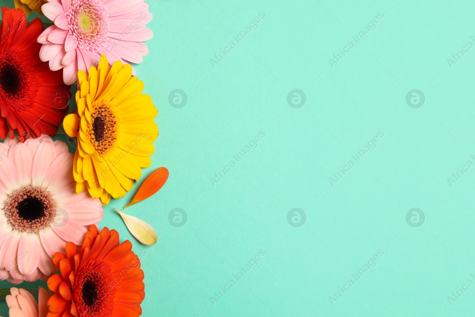 Photo of Beautiful colorful gerbera flowers and petals on turquoise background, flat lay. Space for text