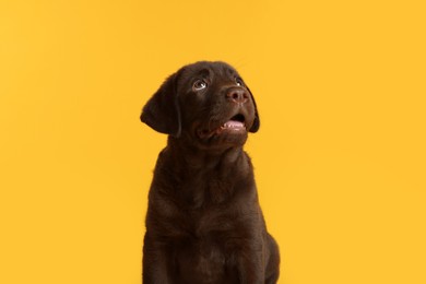 Photo of Cute chocolate Labrador Retriever puppy on yellow background