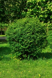 Photo of Shrub with green leaves in park on sunny day