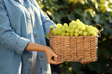 Woman holding basket with fresh ripe juicy grapes in vineyard, closeup