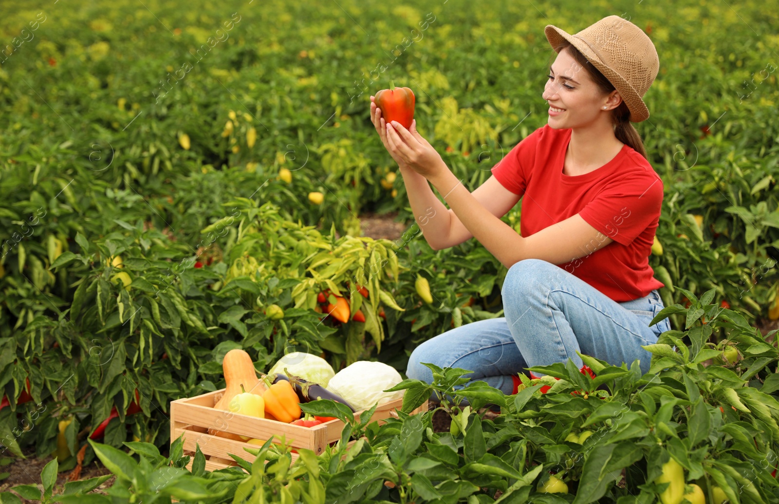 Photo of Farmer taking bell pepper from bush in field. Harvesting time