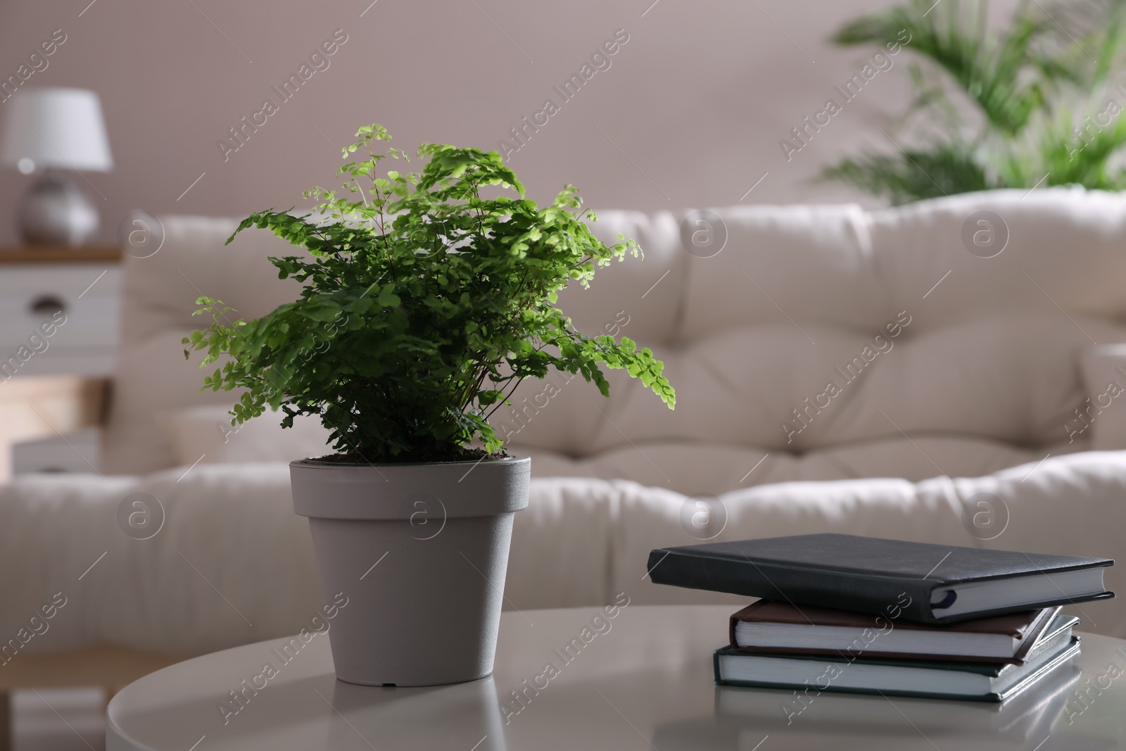 Photo of Beautiful potted fern and books on table in living room