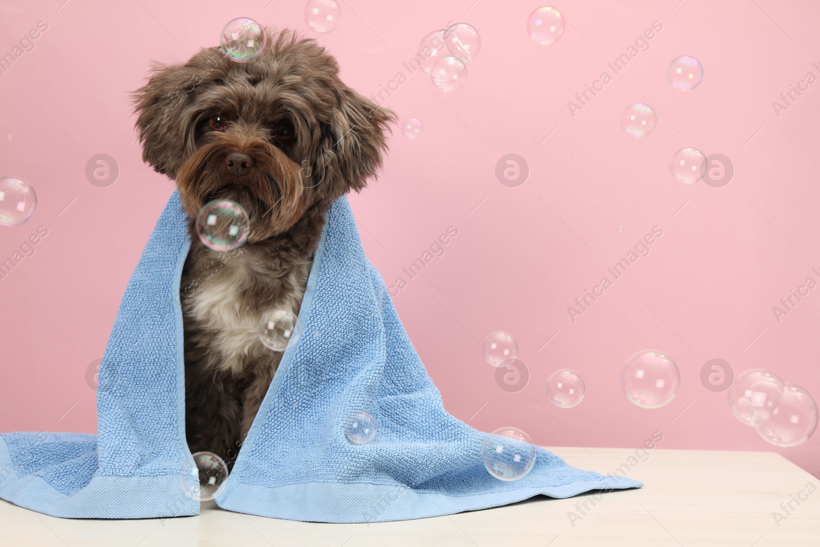 Photo of Cute Maltipoo dog with towel and bubbles on white table against pink background, space for text. Lovely pet