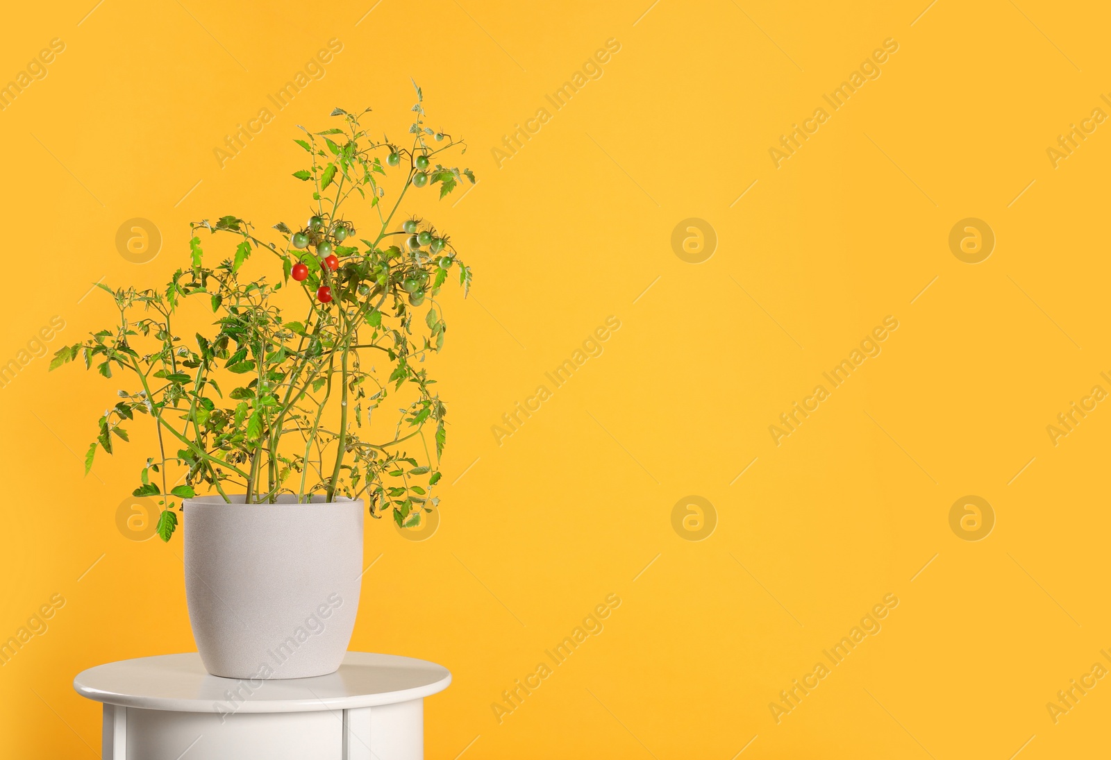 Photo of Tomato plant in pot on table against yellow background. Space for text