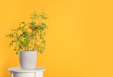 Photo of Tomato plant in pot on table against yellow background. Space for text