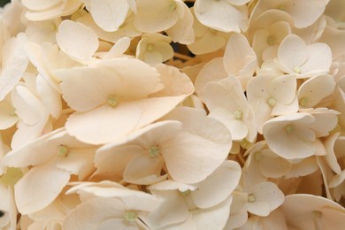 Photo of Beautiful hydrangea flowers as background, top view