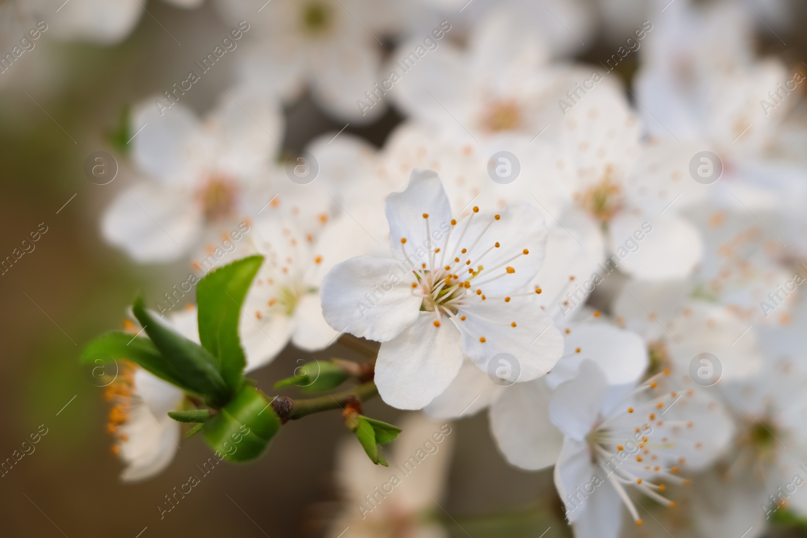 Photo of Cherry tree with white blossoms on blurred background, closeup. Spring season