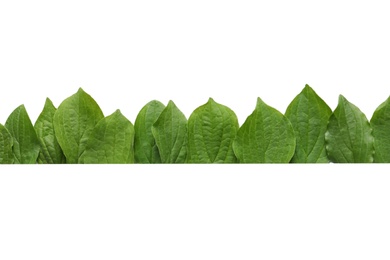 Blank card and spring green leaves on white background, top view. Space for text