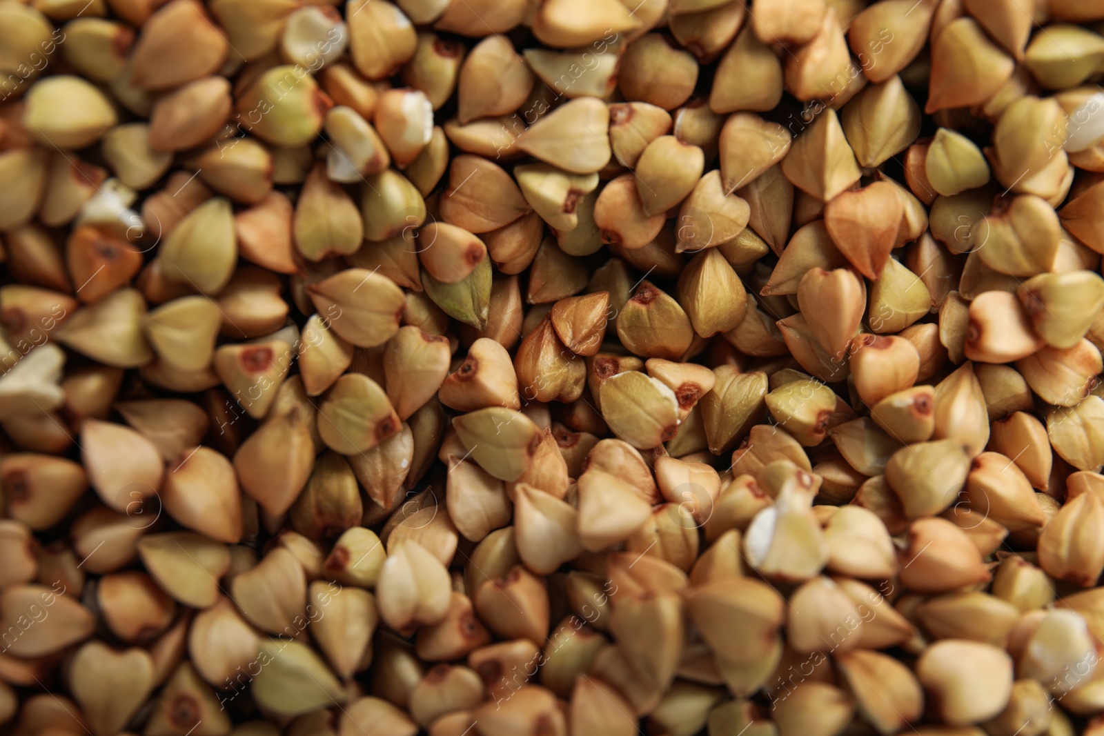 Photo of Closeup view of organic green buckwheat as background