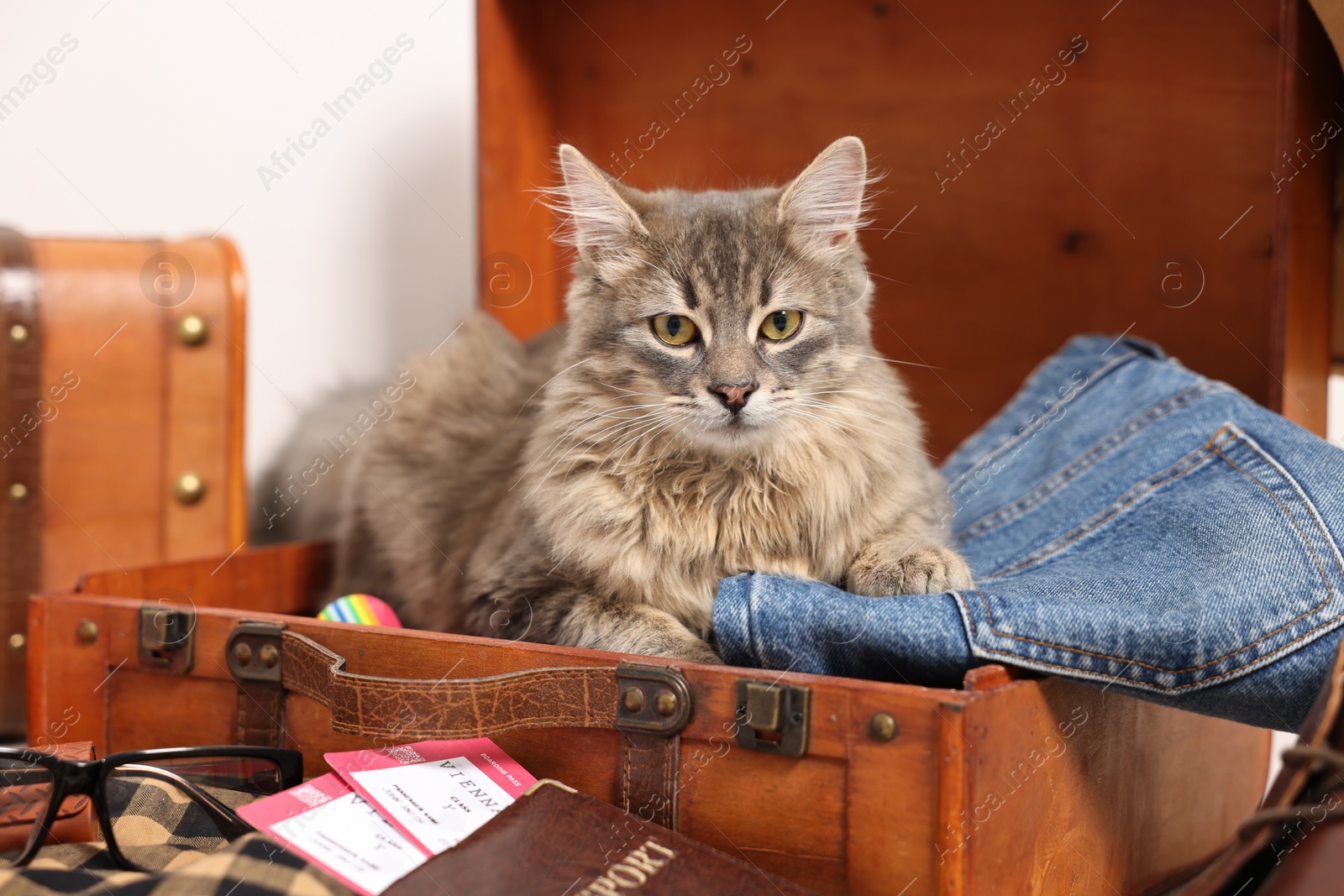 Photo of Travel with pet. Cat, clothes, passport, tickets and suitcases indoors