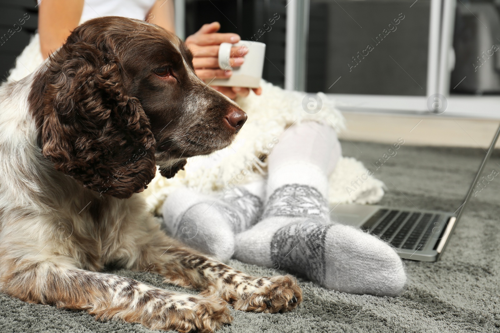 Photo of Adorable Russian Spaniel with owner on grey carpet, closeup view. Space for text