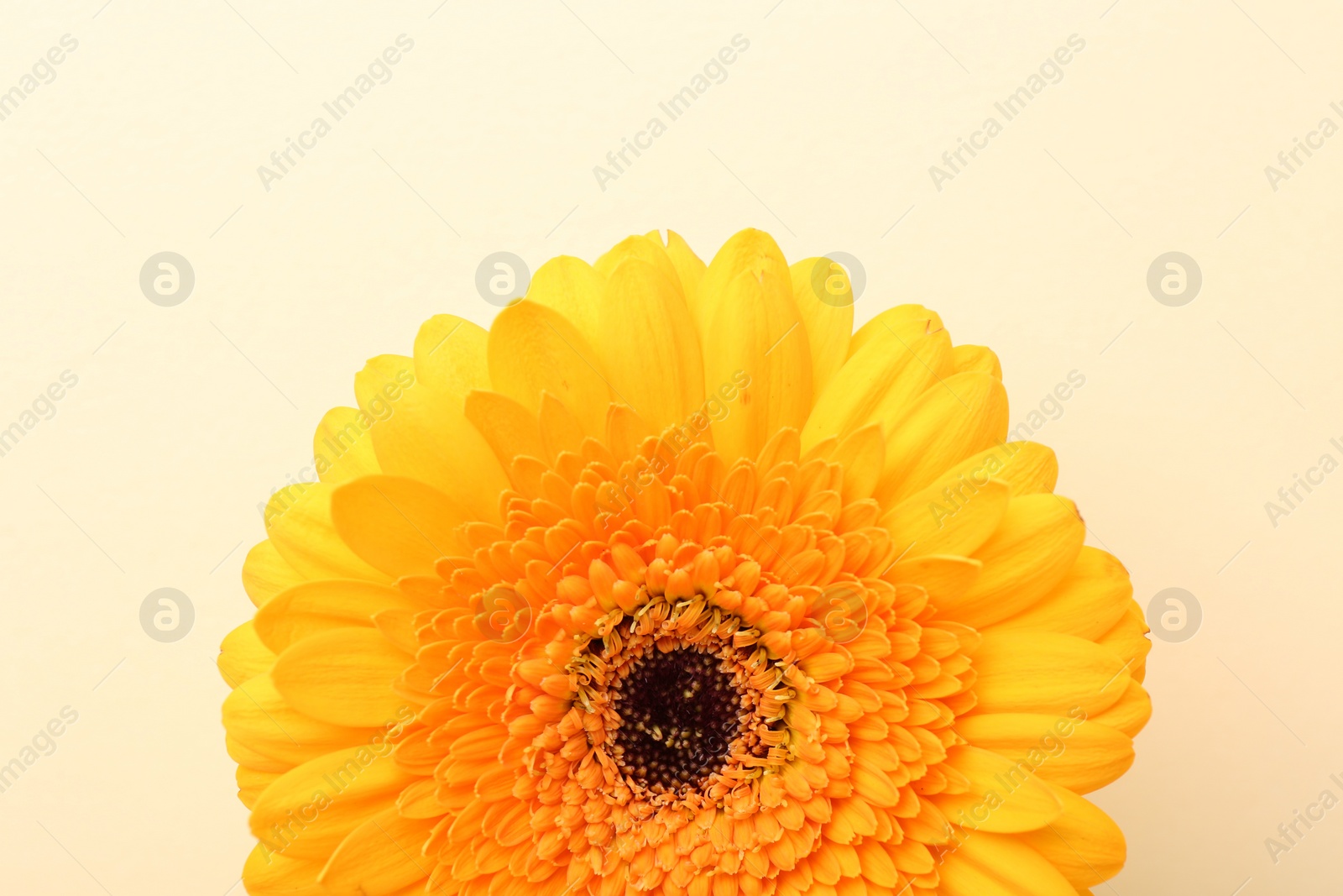 Photo of Beautiful yellow gerbera flower on beige background, top view