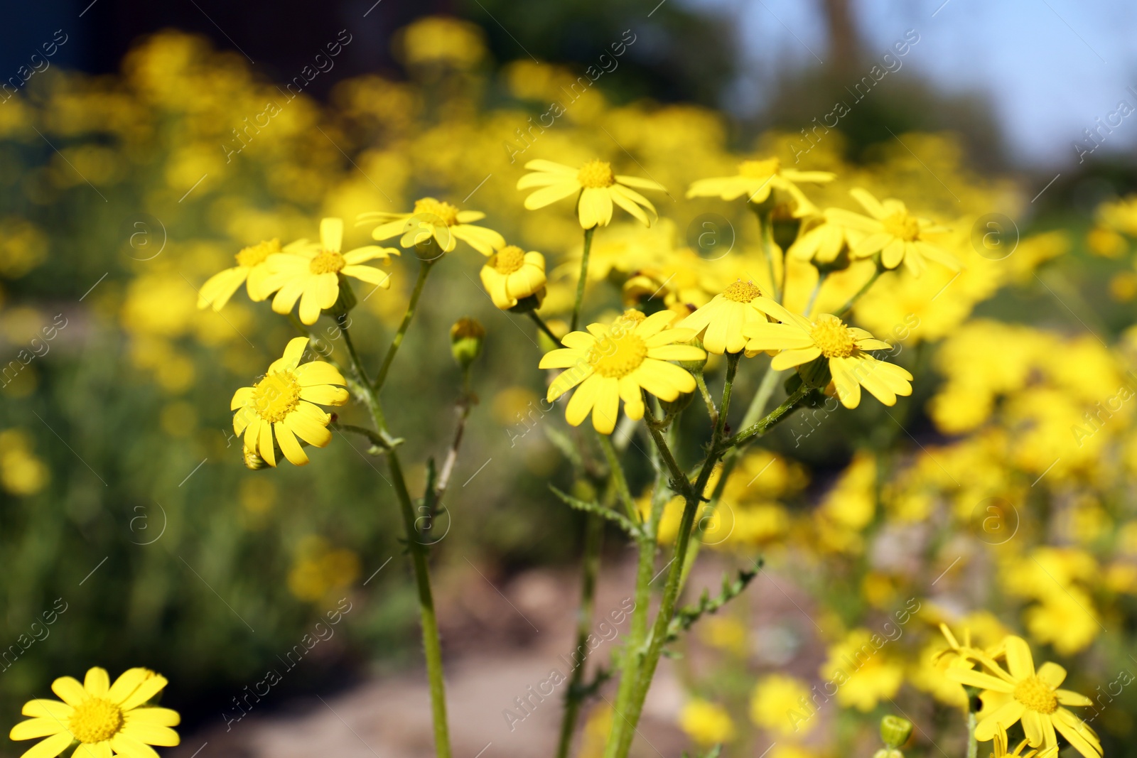 Photo of Beautiful yellow wildflowers growing in meadow on sunny day, closeup