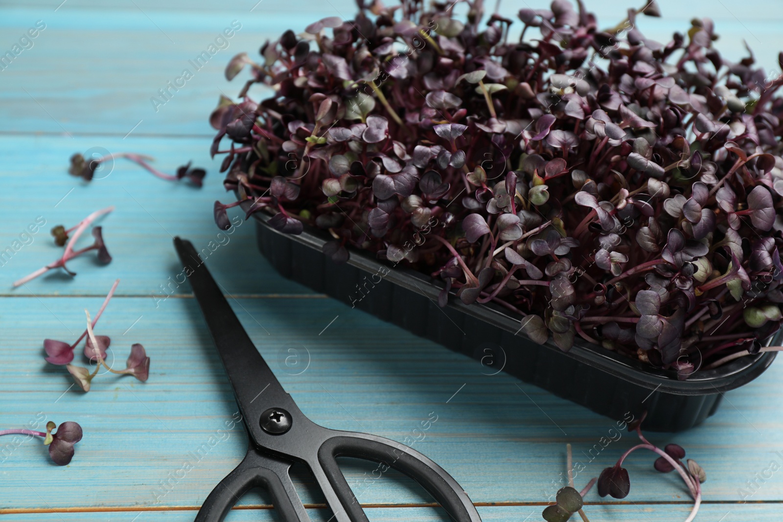 Photo of Fresh radish microgreens in plastic container and scissors on turquoise wooden table, closeup