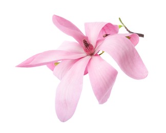 Photo of Beautiful pink magnolia flower isolated on white