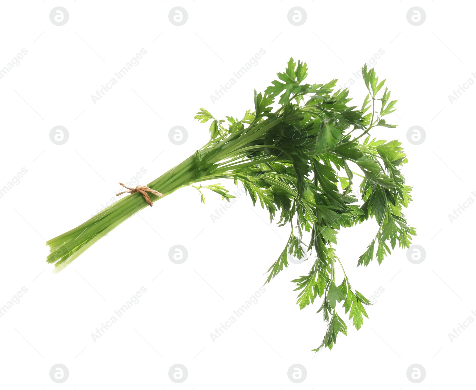 Photo of Bunch of fresh green parsley on white background