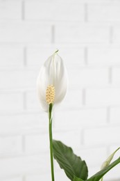 Photo of Beautiful spathiphyllum against white brick wall, closeup. House decor