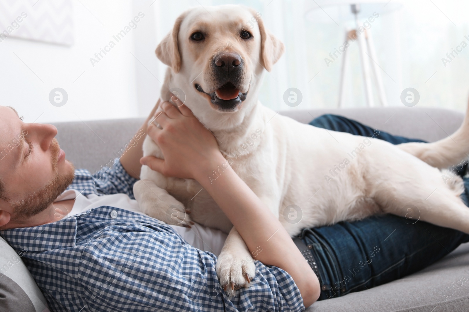 Photo of Adorable yellow labrador retriever with owner on couch indoors