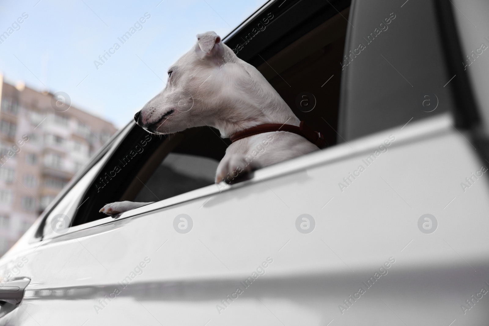 Photo of Cute Jack Russel Terrier peeking out car window