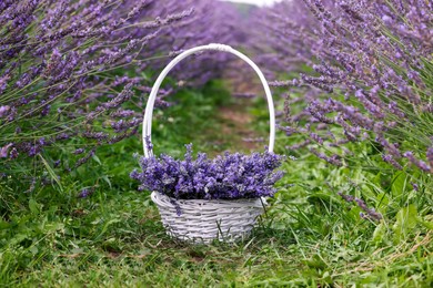 Photo of Wicker basket with beautiful lavender flowers in blooming field