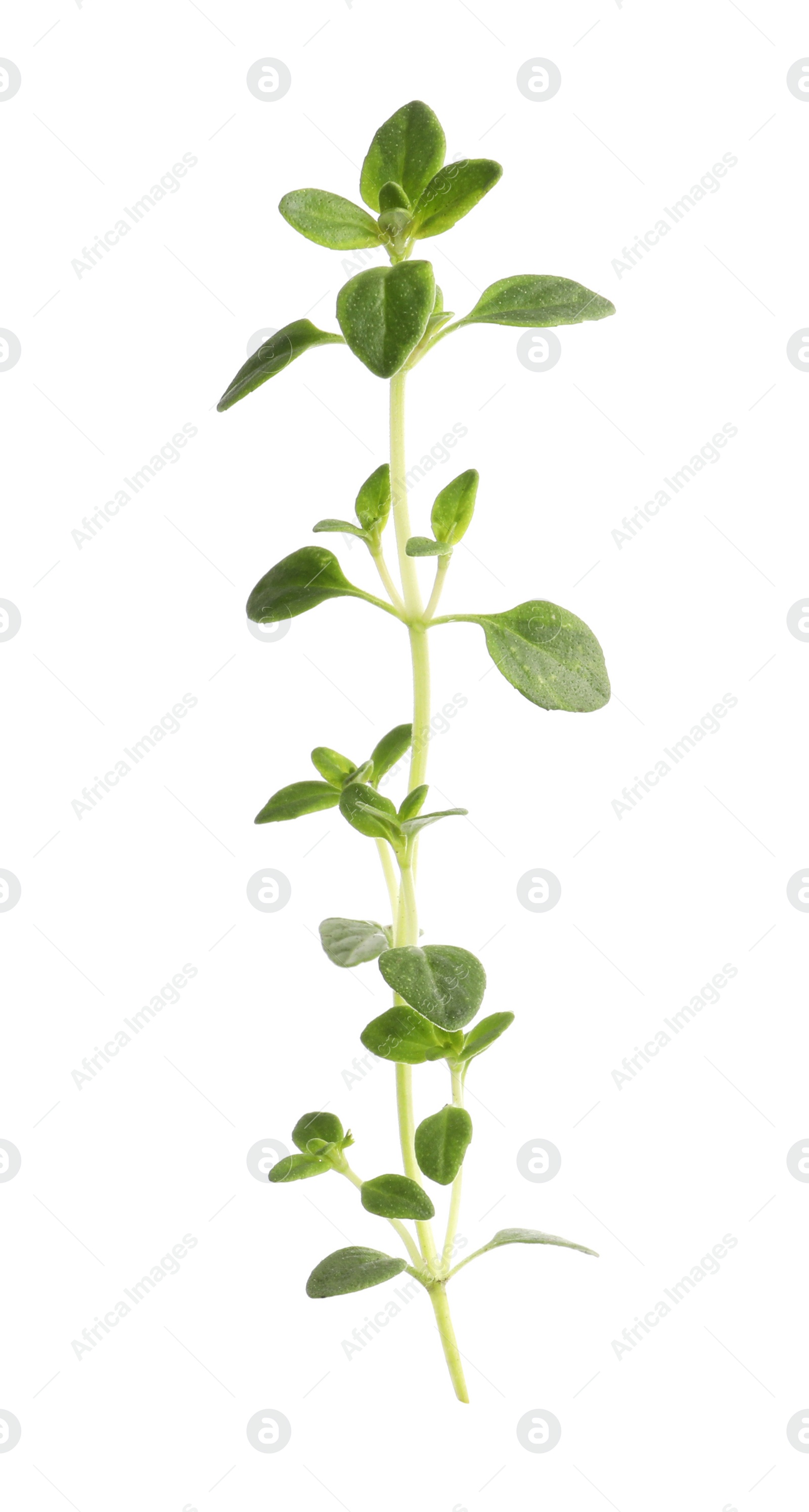 Photo of Aromatic green marjoram sprig isolated on white. Fresh herb